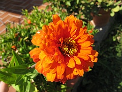Fleur orange
